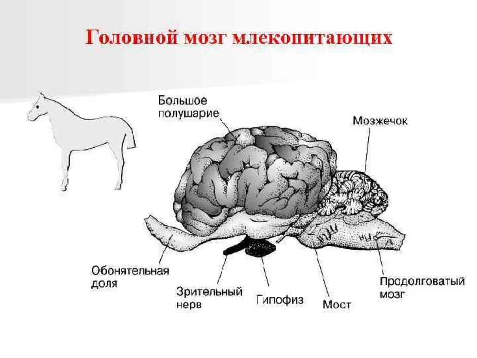 Головной мозг млекопитающих характеризуется. Строение отделов головного мозга млекопитающих. Структуры головного мозга млекопитающих. Отделы головного мозга млекопитающих схема. Нервная система млекопитающих головной мозг.