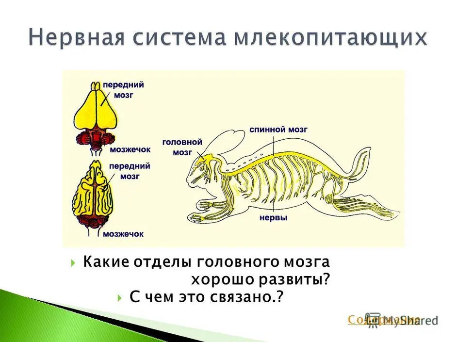 Установи рисунок на котором представлен мозг млекопитающего