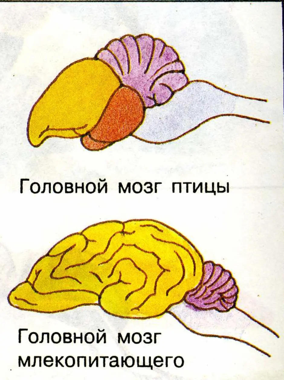 Структура мозга млекопитающих. Схема строения мозга млекопитающих. Структуры головного мозга млекопитающих. Строение головного мозга млекопитающих. Отделы головного мозга млекопитающих схема.