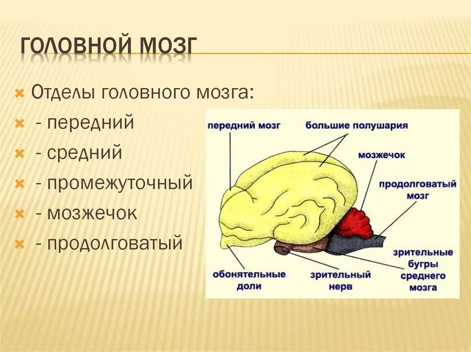 Мозг млекопитающего картинка