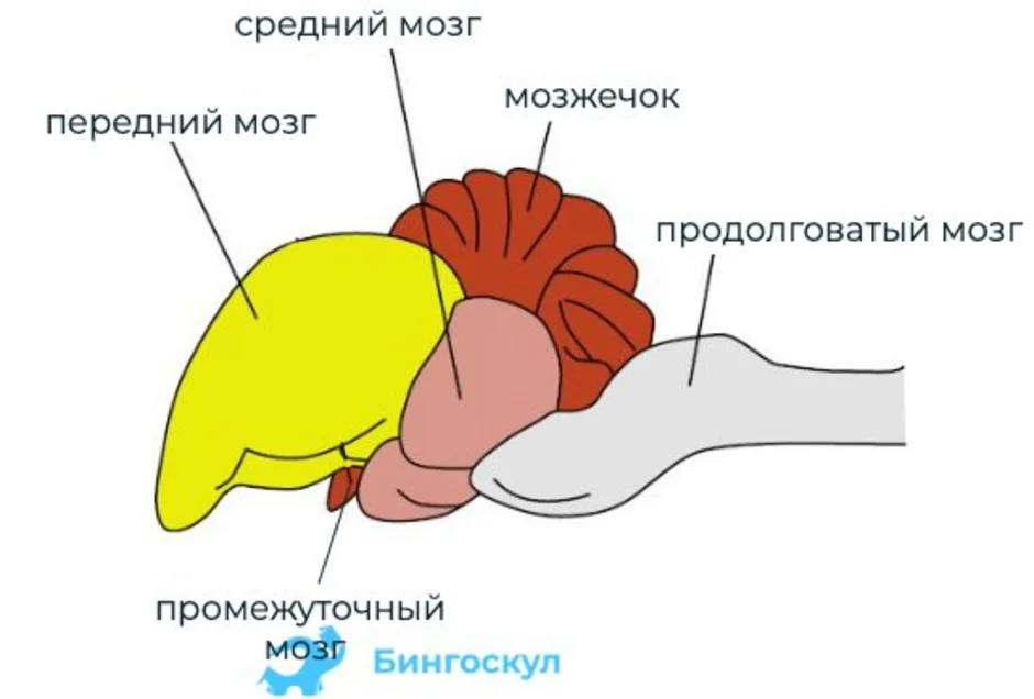 Строение отделов головного мозга птиц. Отделы головного мозга у птиц схема. Схема строения головного мозга птицы. Строение головного мозга голубя. Какие отделы головного мозга птиц развиты лучше