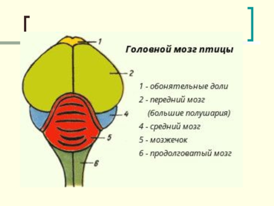 Мозг птицы рисунок с подписями