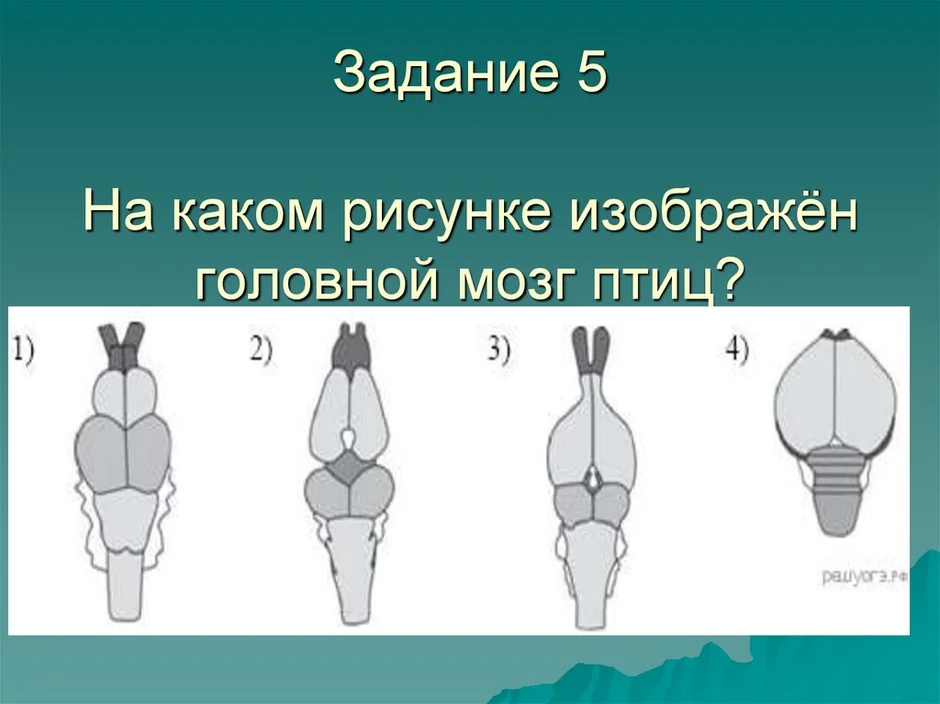 Головной мозг птицы картинка