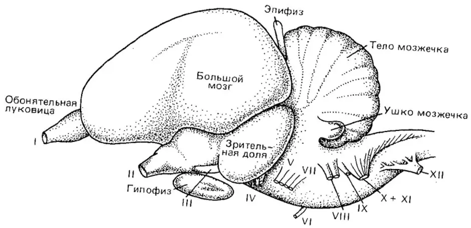 Схема мозга птицы