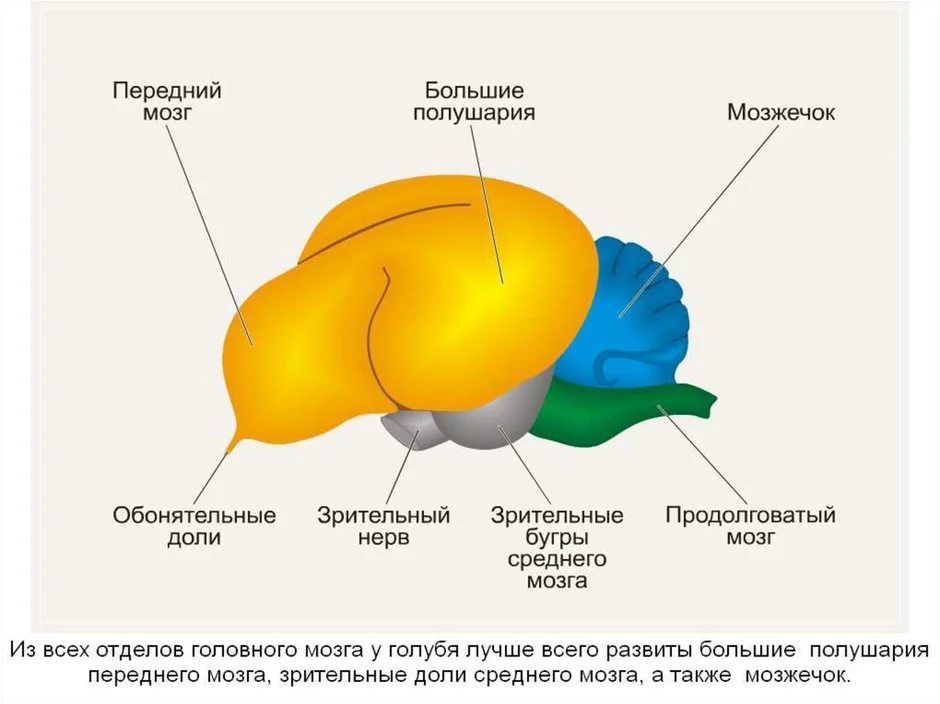 На каком рисунке изображен головной мозг птиц