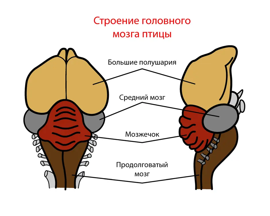 Схема мозга птицы