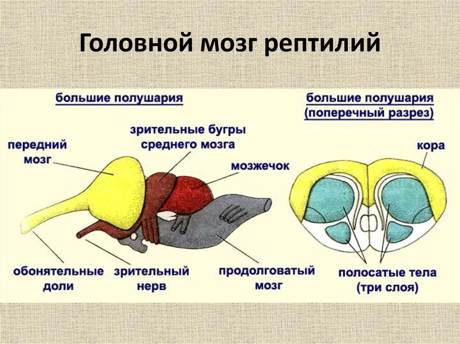 Строение мозга птиц рисунок