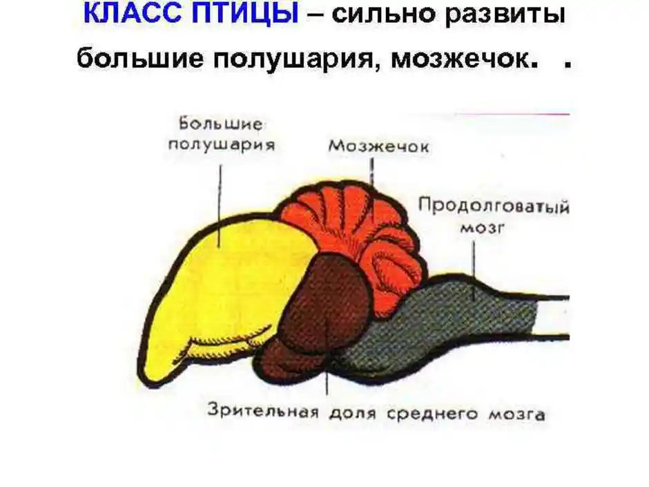 Строение отделов головного мозга птиц. Головной мозг птицы схема. Отделы головного мозга у птиц схема. Схема строения головного мозга птицы.