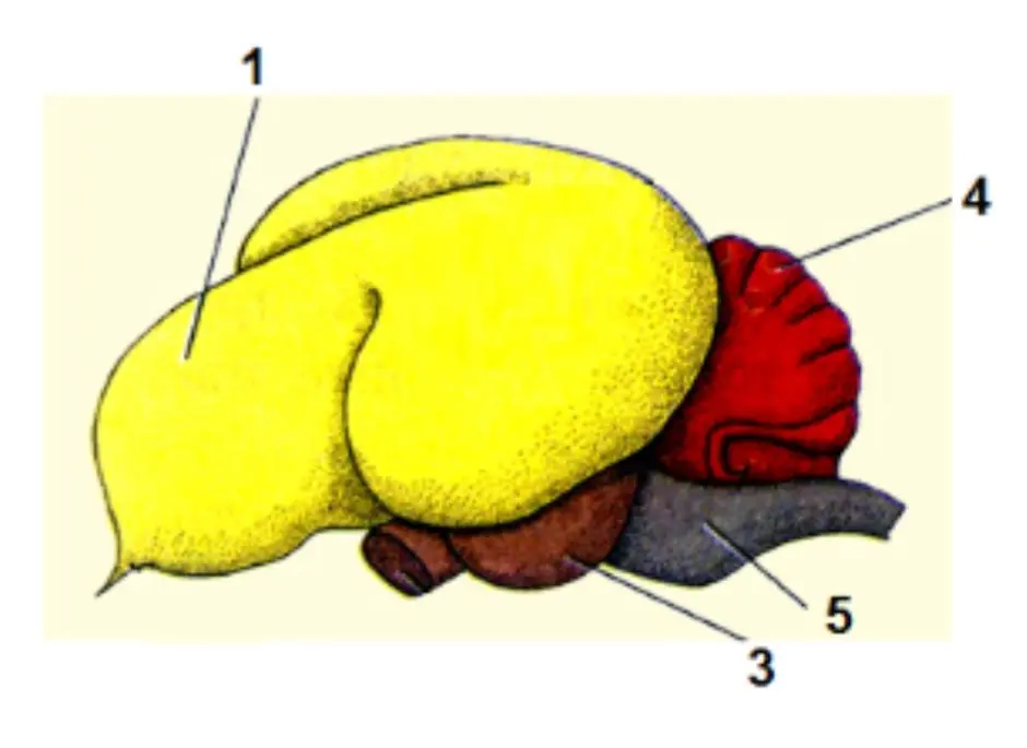 Мозг птицы рисунок с подписями