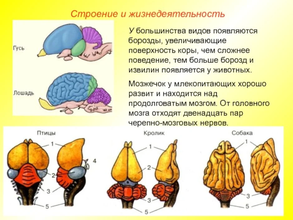 Развит мозжечок. Строение головного мозга млекопитающих. Функции отделов головного мозга позвоночных животных. Головной мозг строение и функции животных. Нервная система система птиц.