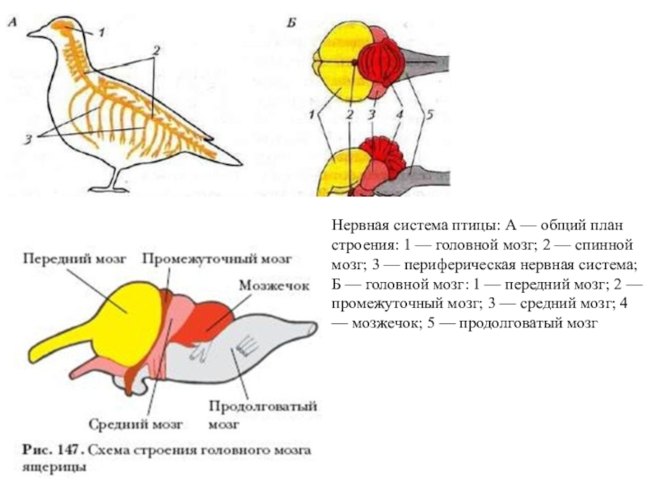 Нервная система система птиц. Нервная система птицы 8 класс биология. Нервная система птиц 7 класс. Отделы головного мозга у птиц схема.
