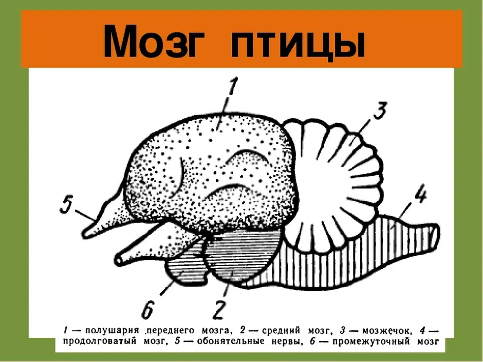 Центр зрения у птиц в каком отделе. Строение головного мозга птицы 7 класс биология. Схема строения головного мозга птицы. Отделы головного мозга у птиц схема. Головной мозг птицы мозжечок.