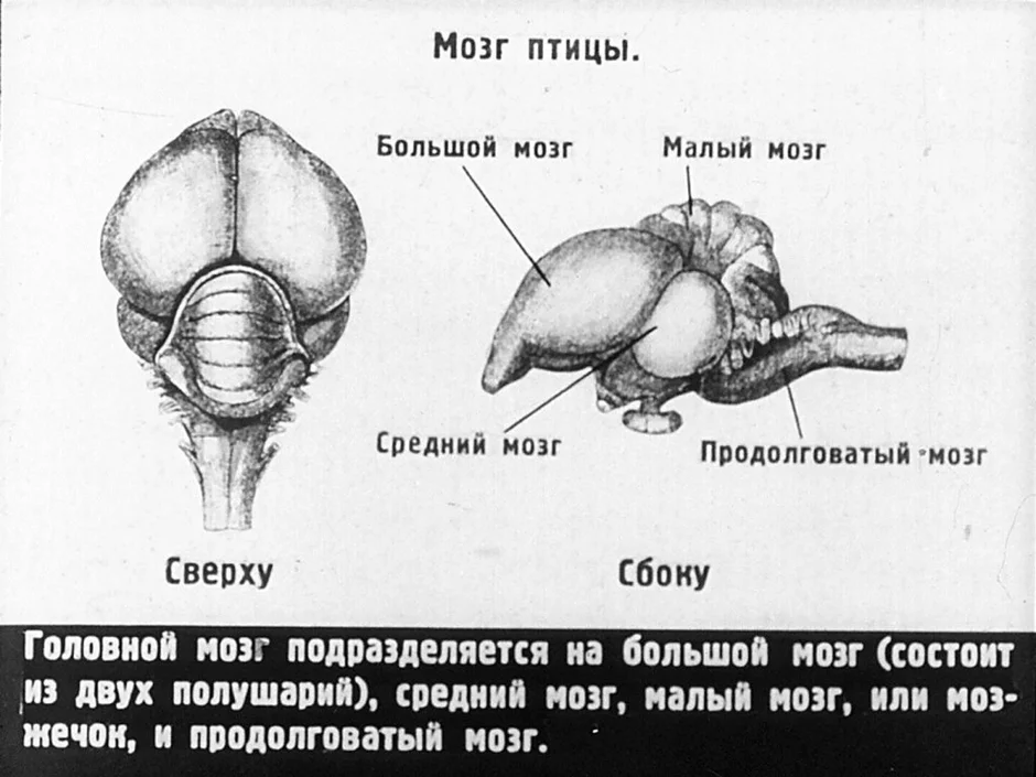 Головной мозг птицы картинка