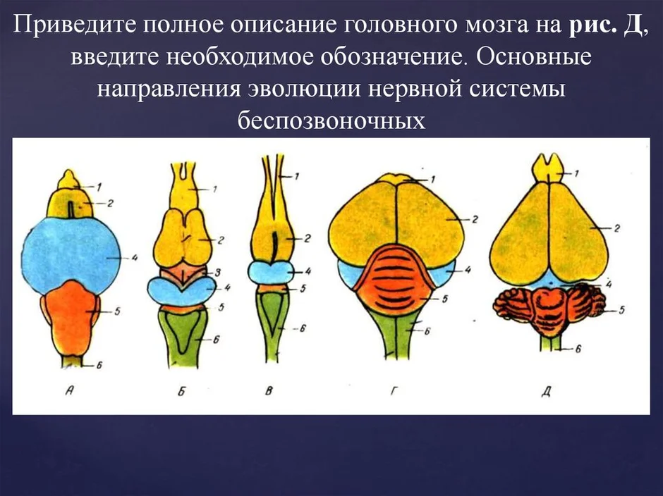 Строение мозга птиц рисунок