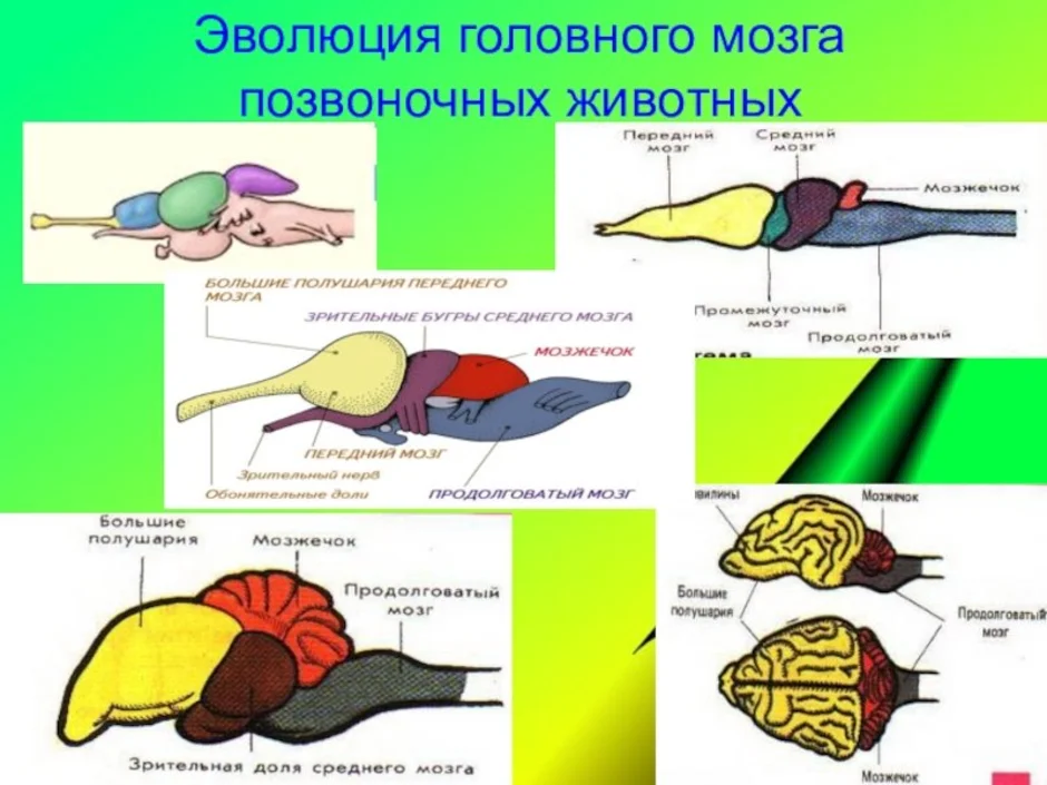 Нервная система пресмыкающихся и млекопитающих. Эволюция головного мозга позвоночных таблица. Эволюция головного мозга хордовых таблица. Эволюция головного мозга у животных таблица. Эволюция мозга у позвоночных таблица.