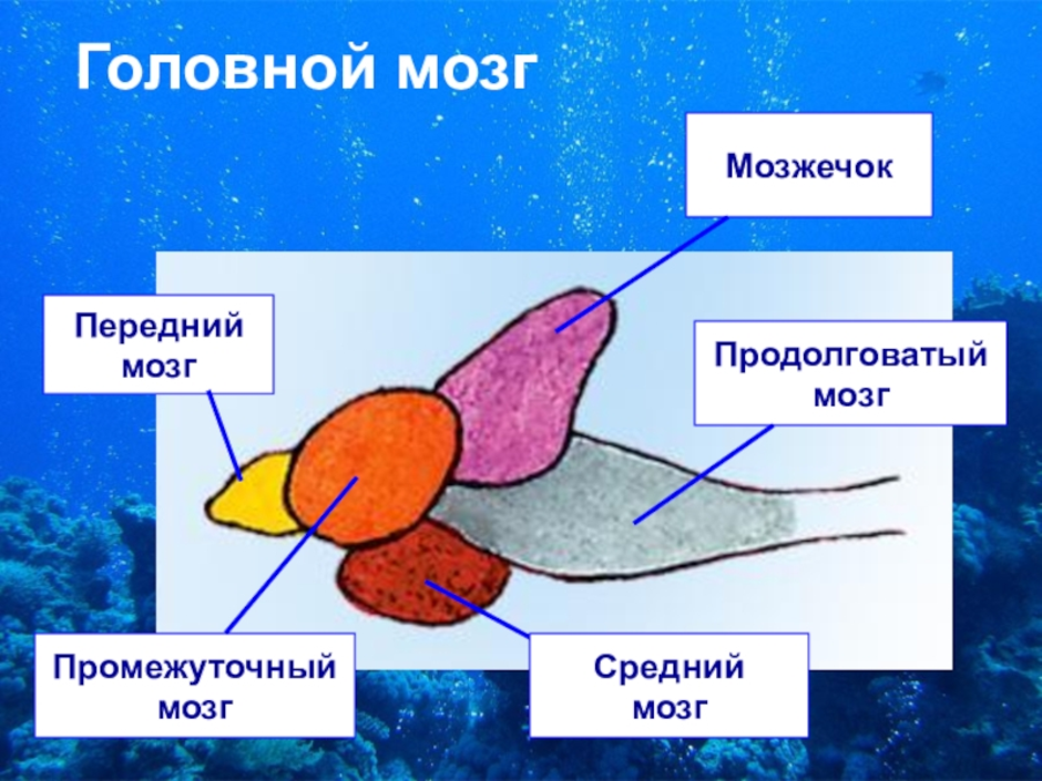 Какие отделы мозга у рыб. Головной мозг рыбы. Отделы головного мозга рыбы. Мозг рыбы строение. Промежуточный мозг у рыб.