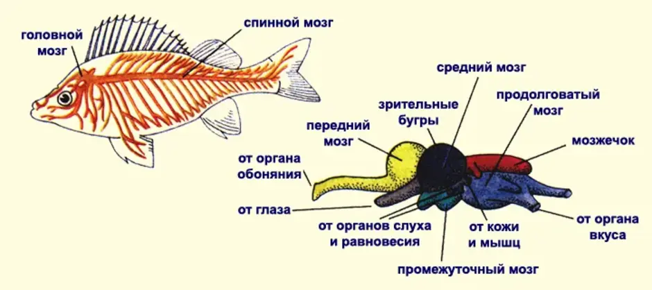 Особенности строения мозга рыбы. Строение спинного мозга у рыб. Строение головного мозга рыбы. Строение нервной системы рыб. Нервная система рыб 7 класс биология.