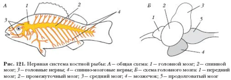 Особенности строения мозга рыбы. Нервная система костных рыб схема. Нервная система костной рыбы рис 116. Строение нервной системы рыб. Нервная система рыб схема.