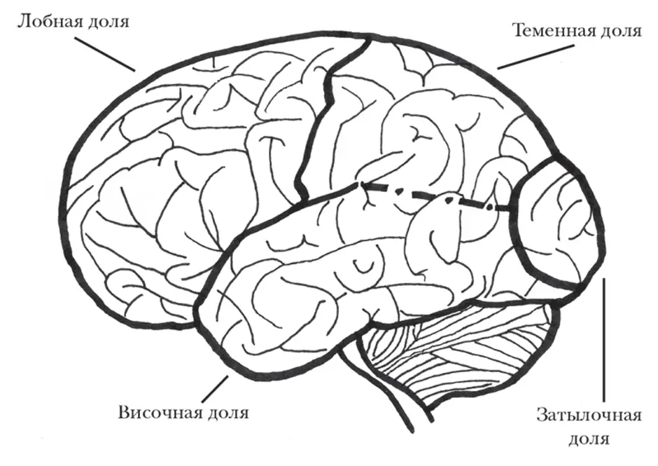 Полушария переднего мозга с зачатками коры. Большие полушария головного мозга доли. Доли больших полушарий головного мозга рисунок. Доли коры полушарий головного мозга.