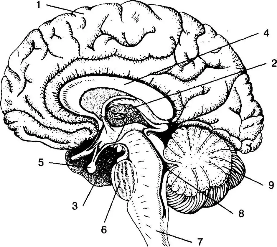 Мозг 5 класс. Сагиттальный разрез головного мозга человека. Строение головного мозга сбоку. Гипофиз Сагиттальный срез. Строение головного мозга с подписями.