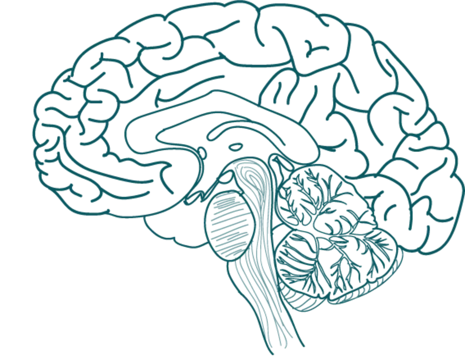 Мозг без подписей. Контур головного мозга. Головной мозг раскраска. Мозг в разрезе. Головной мозг человека без подписей.