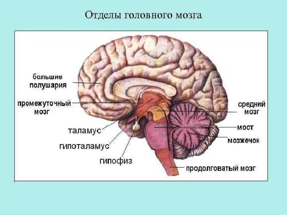 Биология мозга учебники. Головной мозг строение 8 кл. Схема строения головного мозга и его отделы. Отделы головного мозга. 8 Кл. Структуры головного мозга биология 8 класс.