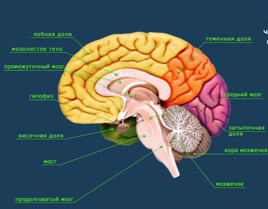 Строение головного мозга картинка