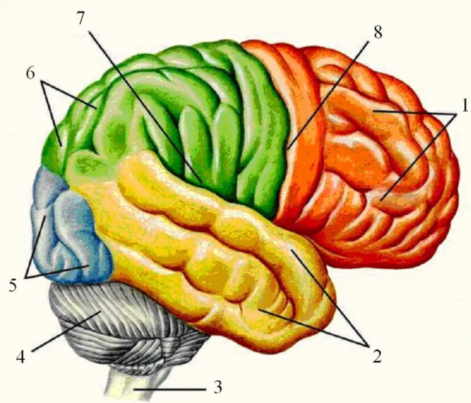 Центральная область мозга. Анатомия теменной доли головного мозга. Большие полушария головного мозга вид сбоку. Головной мозг: 1 — большие полушария; 2 — мозжечок;. Теменно-затылочная борозда.