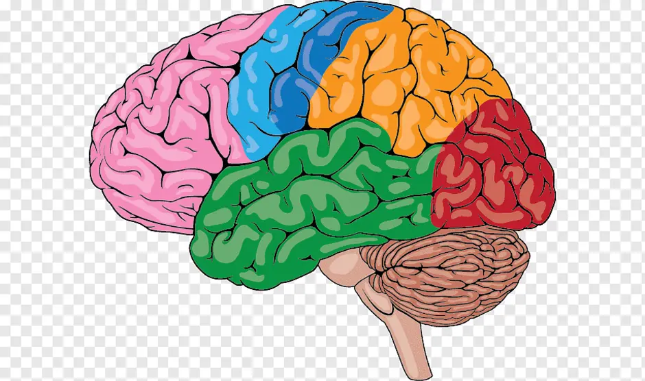 Brain pdf. Мозг рисунок. Головной мозг человека для детей. Мозг схематично.