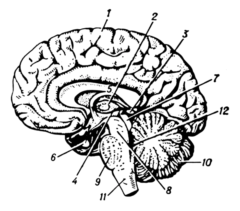 Головной мозг 4 класс. Головной мозг строение анатомия. Отделы головного мозга схема. Схема строения головного мозга человека. Строение головного мозга без подписей.