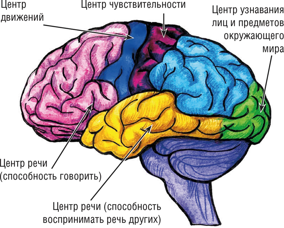 Чувствительные зоны коры больших полушарий. Строение коры головного мозга человека. Строение головного мозга доли коры.
