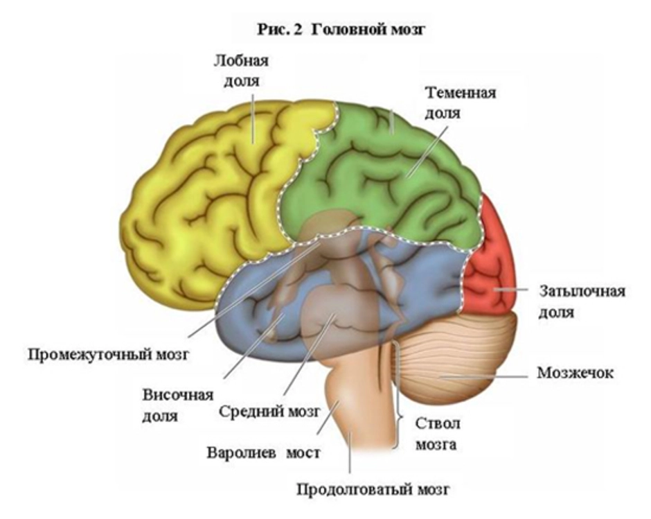 Как головной мозг связан с органами тела