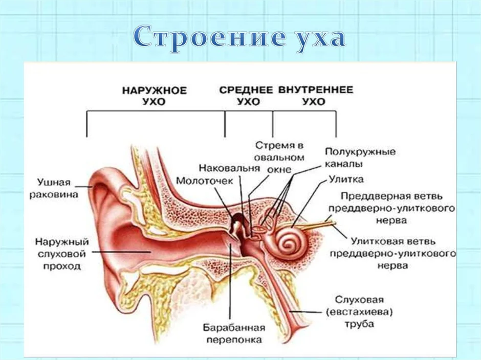 Строение уха рисунок 139