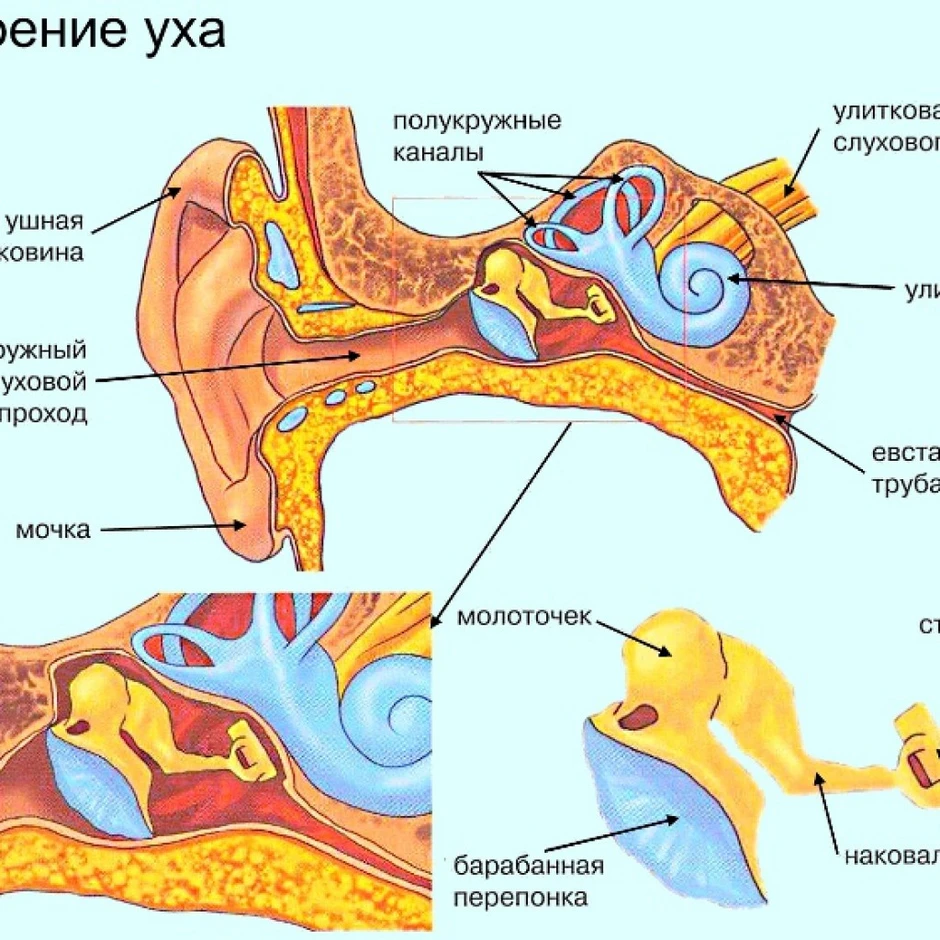 В какой отдел уха входит данная структура изображение