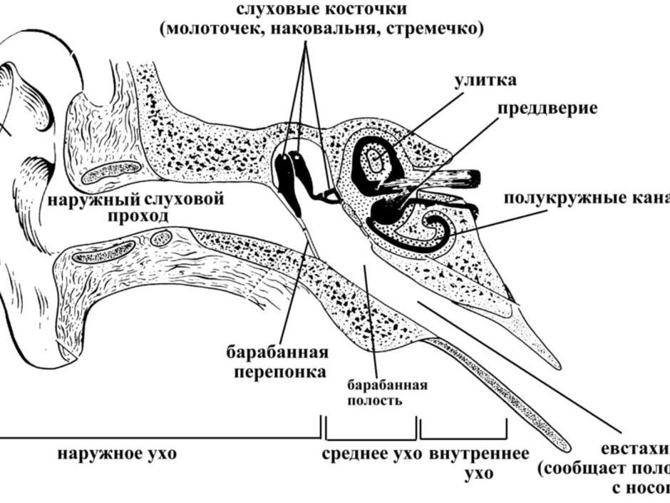 Строение уха человека описание. Строение уха человека анатомия схема. Строение среднего уха человека анатомия. Структура уха схема. Схема строения человеческого уха.