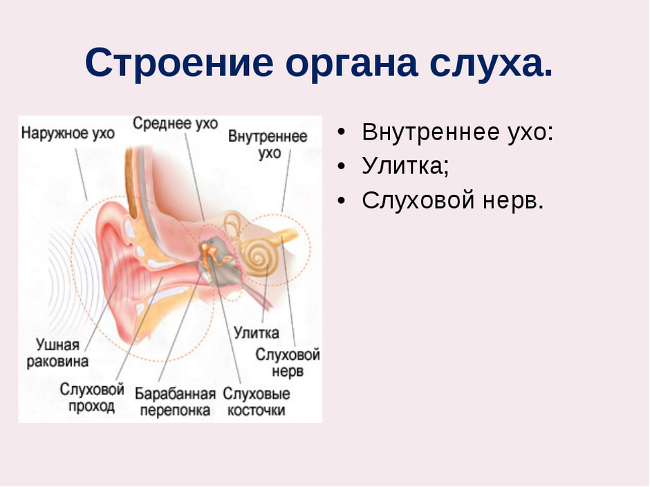 Анатомия среднего уха человека в картинках с описаниями