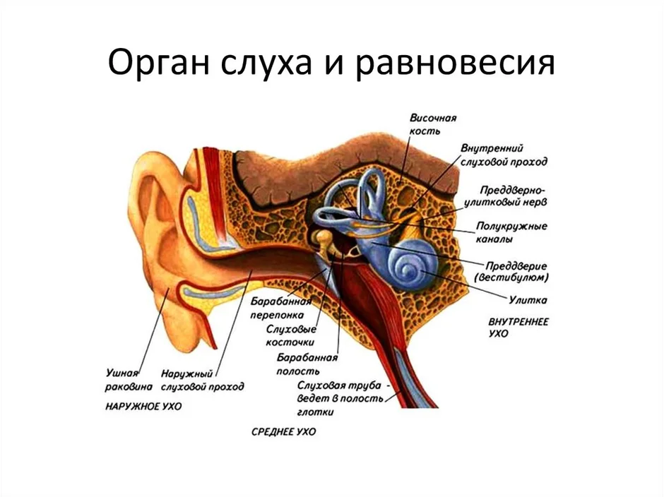 Строение уха человека схема егэ