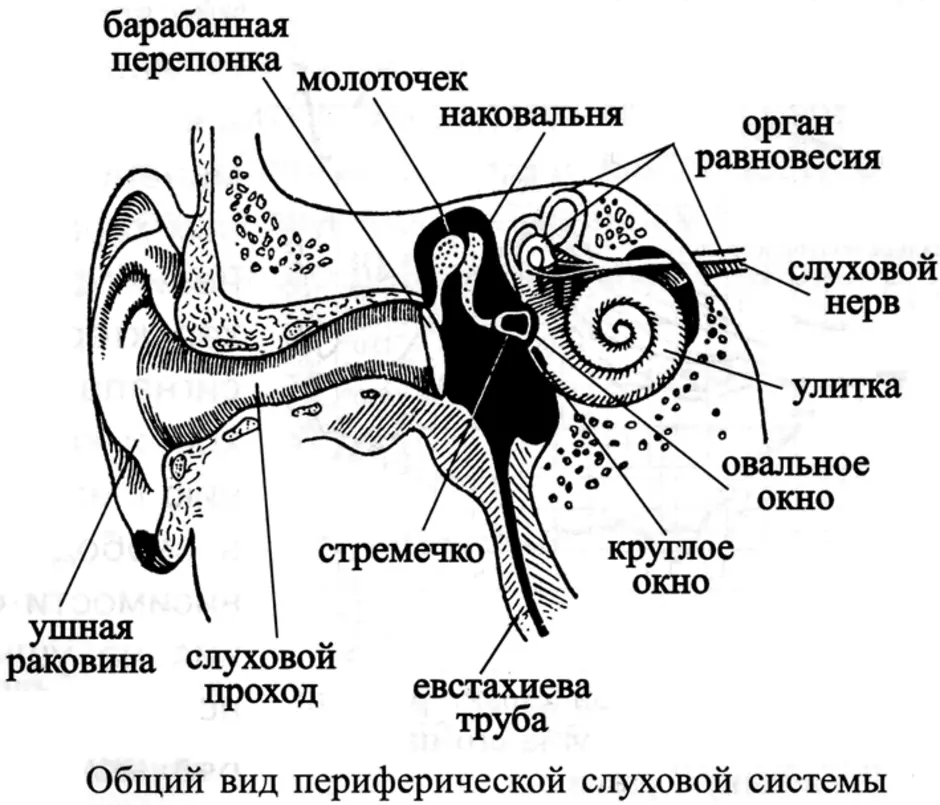 Схема строения внутреннего уха