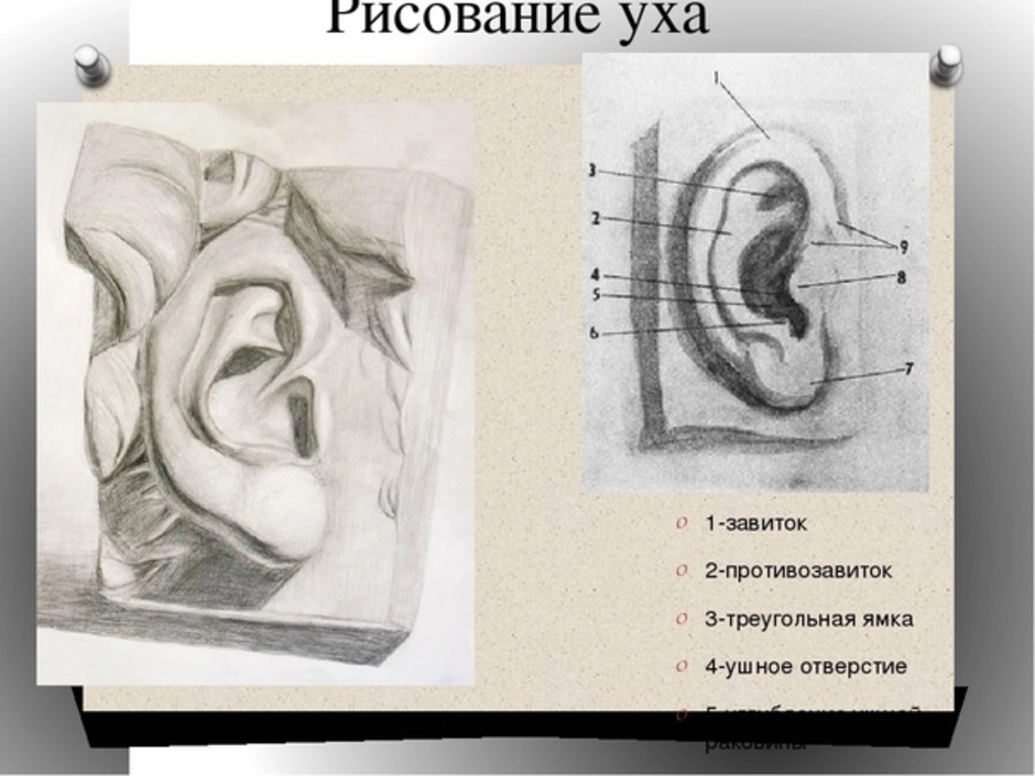 Ухо анатомический рисунок