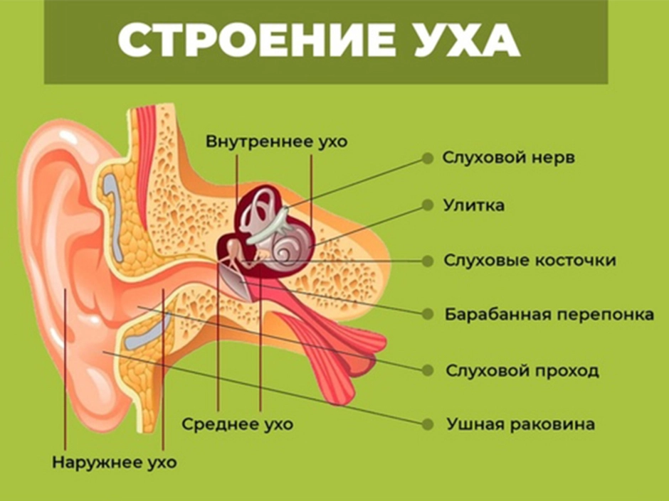 Состав уха человека в картинках