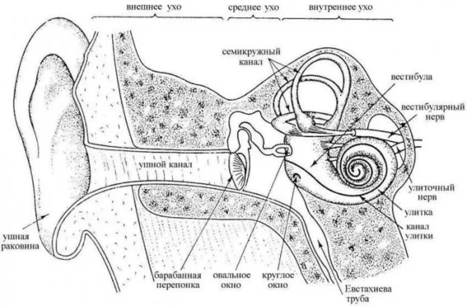 Строение уха человека описание. Структура уха человека схема. Строение среднего уха схема. Строение внутреннего уха человека схема. Орган слуха внутреннее ухо анатомия.
