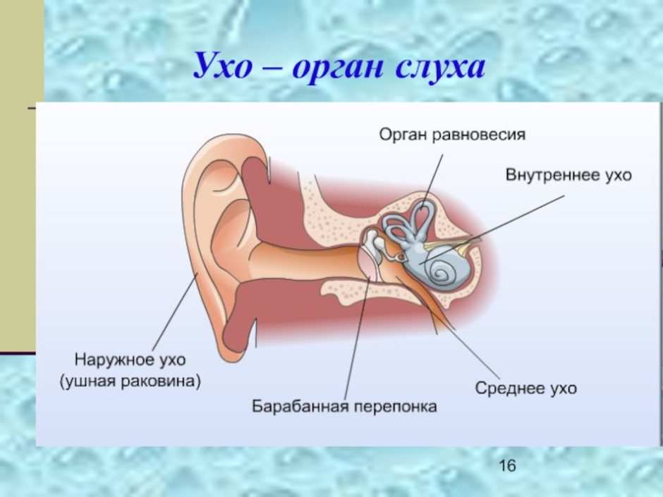 Задание орган слуха