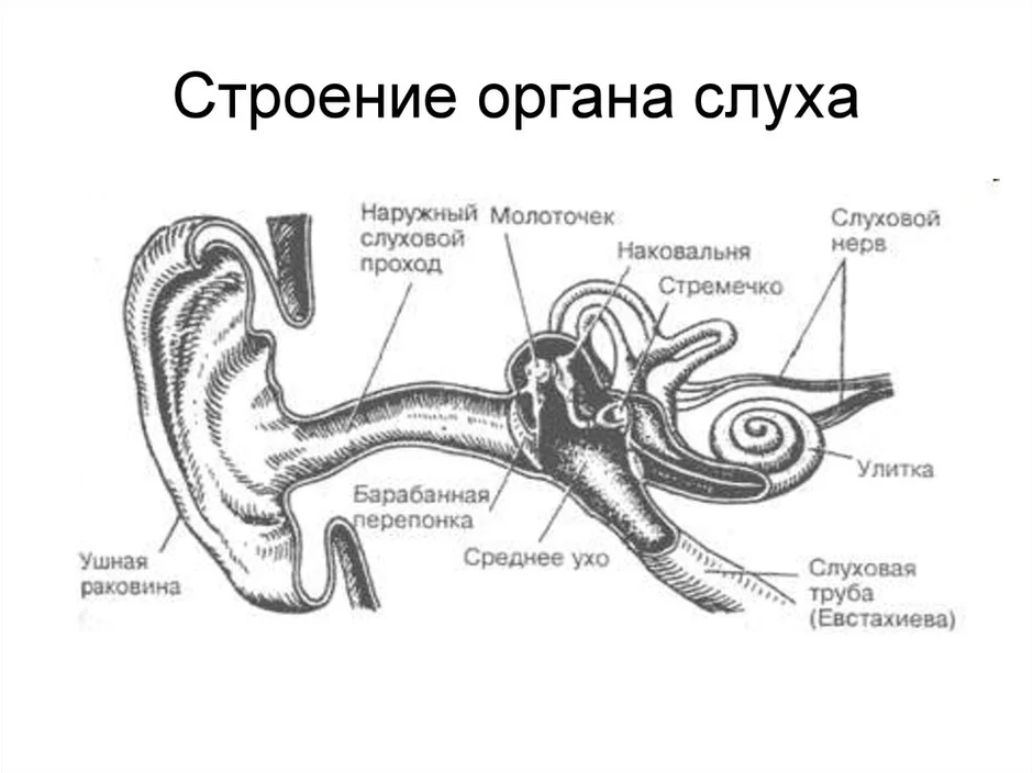 Рассмотрите рисунок изображающий строение органа слуха