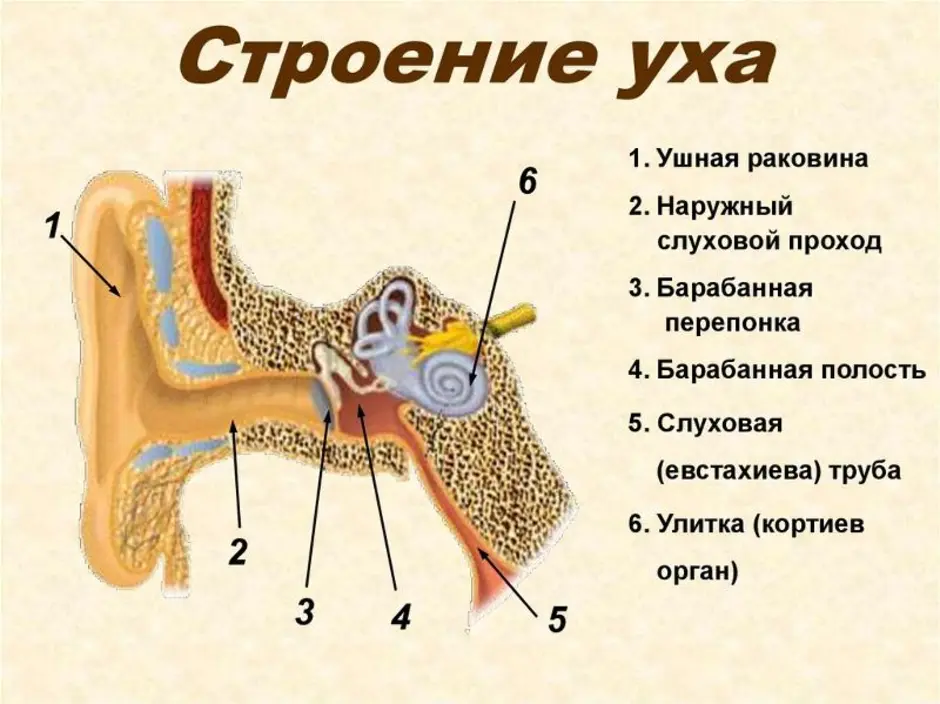 Анатомия уха человека в картинках