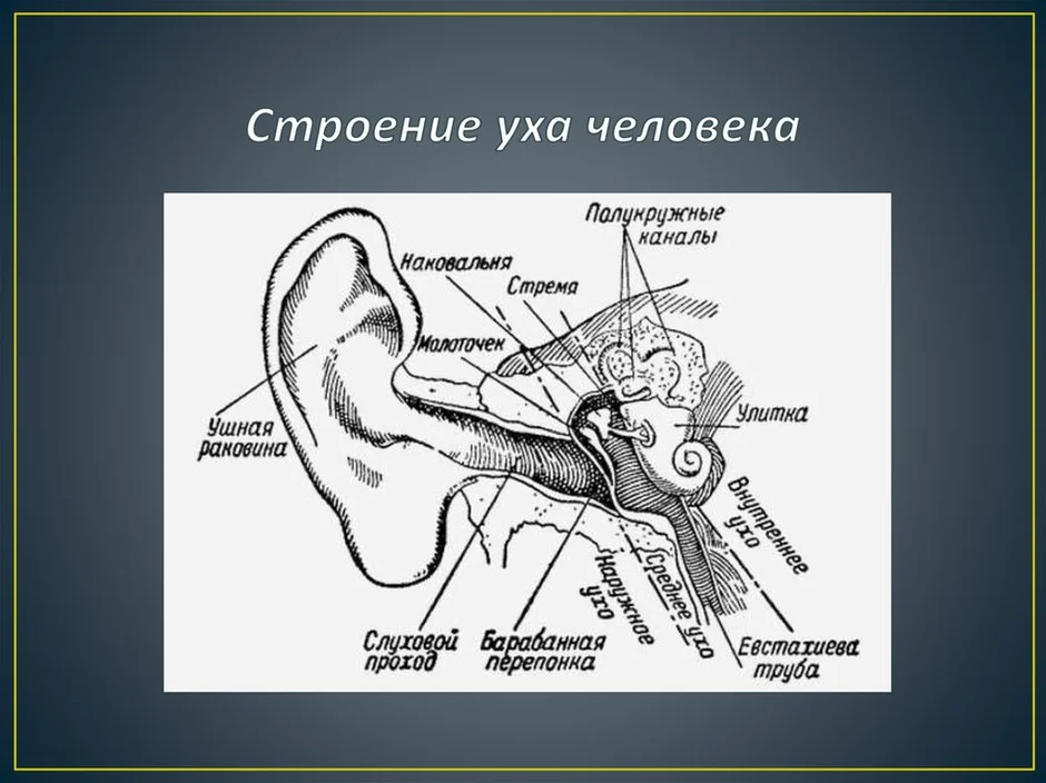 Строение уха человека схема с подписями