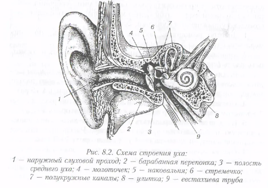 Рисунок строение уха