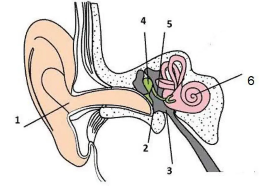 Тест орган слуха слуховой анализатор. Строение уха с цифрами. Строение уха человека анатомия рисунок без подписей. Строение уха рисунок с обозначениями. Схема строения уха.