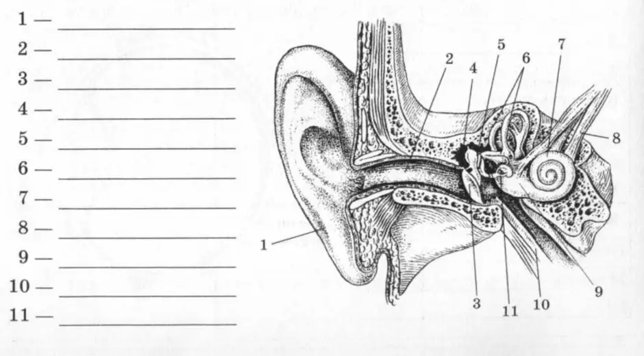 Схема органы слуха