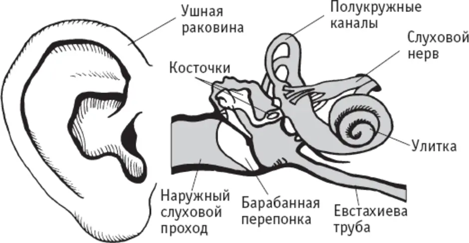 Строение уха картинка с подписями