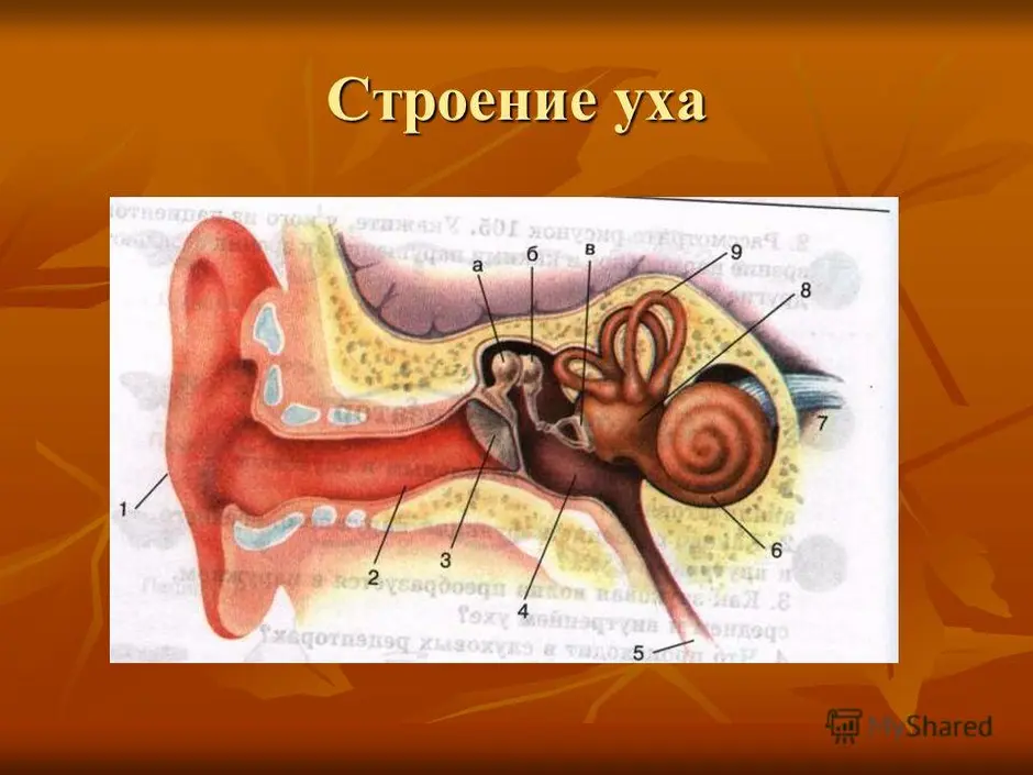 Строение уха рисунок с подписями 8 класс